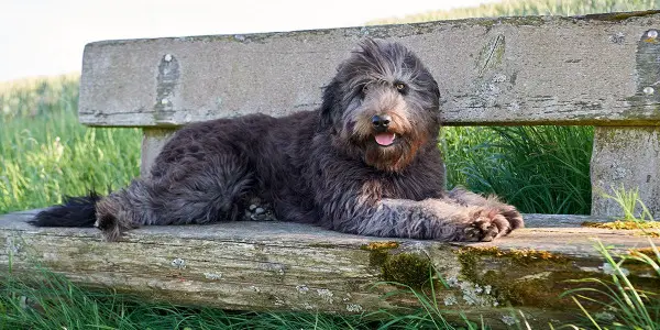 Bergamasker Hirtenhund zu verkaufen