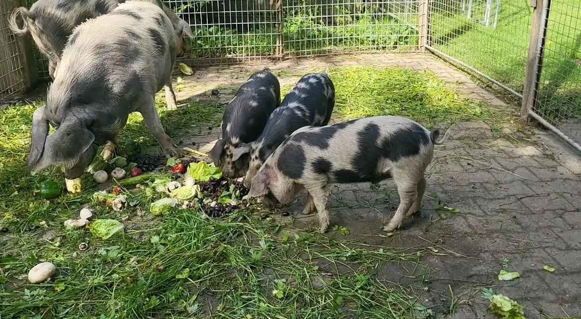 Reinrassige Turopolje Ferkel zu verkaufen