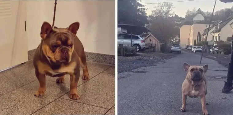 Französische Bulldogge Welpen
