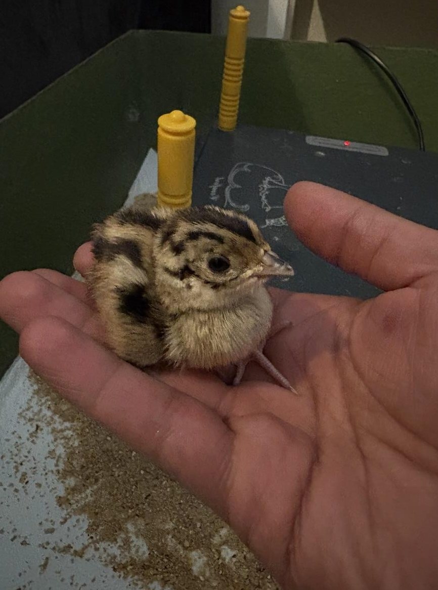 Fasan Küken aus Top-Zucht zu verkaufen