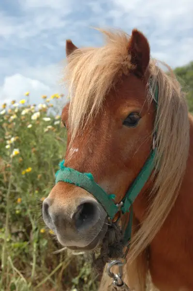 Suche ruhiges Pony mit Stockmass 110 bis 130