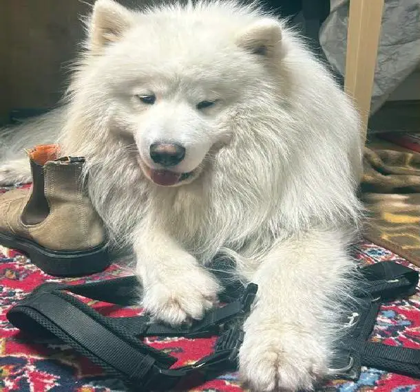 Samojede, 1 Jahr alt, sucht erfahrenes Zuhause