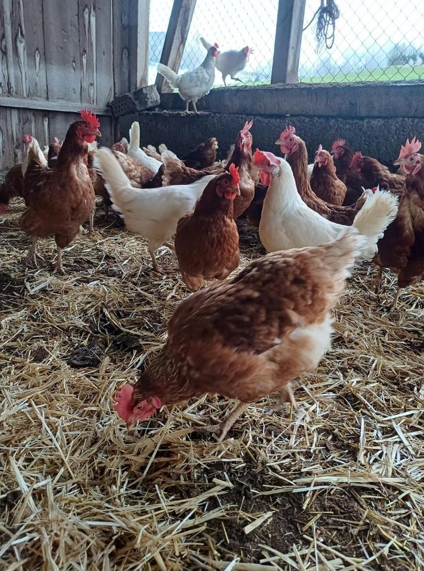 Legehennen braun und weiss zu verkaufen