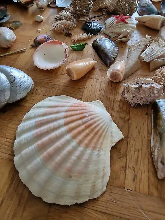 Muschel aus Portugal