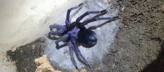 Vogelspinne Ostschweiz bietet schöne Vogelspinnen