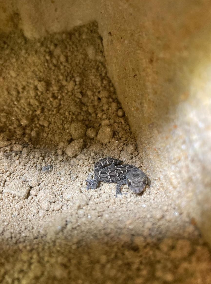 Rübenschwanz-Viperngecko 0.0.4 zu verkaufen