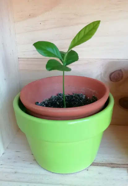 Zitronenbaum (Citrus limon) Jungpflanze