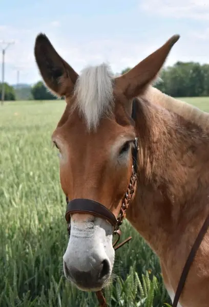 Muliwallach, Maultier, Muli, Wallach, Pferd, Esel