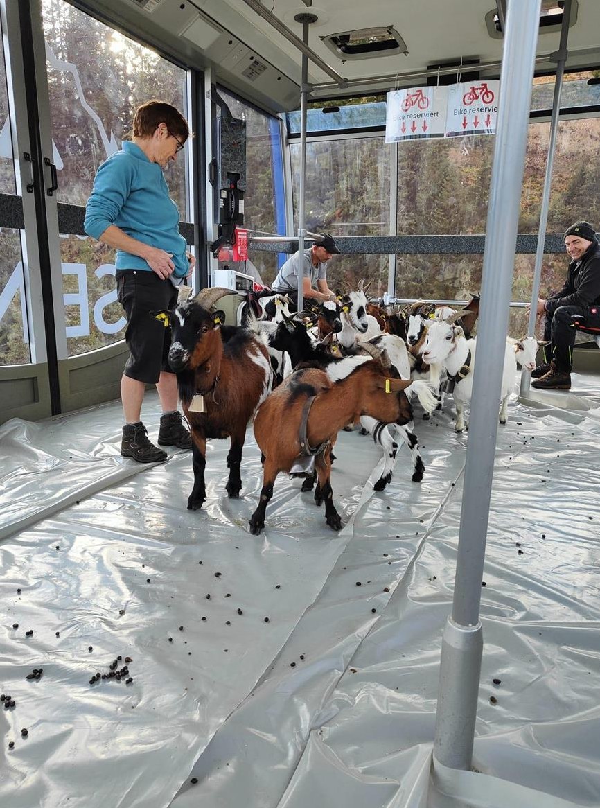 Schöne Zwerggeissen zu verkaufen