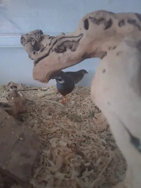 Paar Zwergwachtel zu verschenken