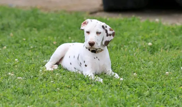 Süsser Dalmatiner Welpen - nur noch 1 Rüde