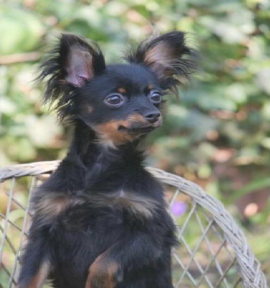 Russkiy Toy Welpen(Ahnentafel VDH)