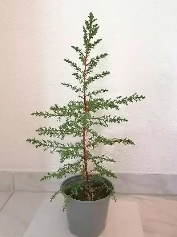 Monterey-Zypresse (Jungpflanze)