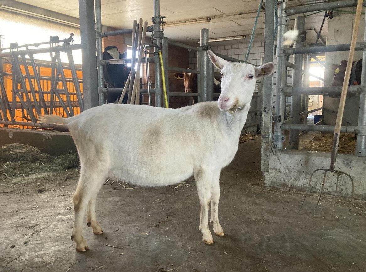 Saanenziege mit Abstammungsausweis