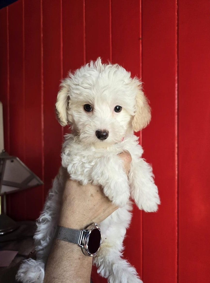 Tibet Terrier x Zwergpudel (Tibipoo) sucht Lebensplatz