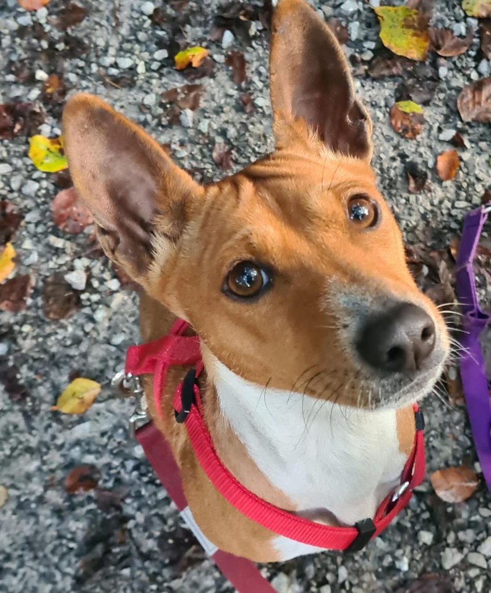 Basenji Hündin, 4-jährig in erfahrene Hände zu vermitteln