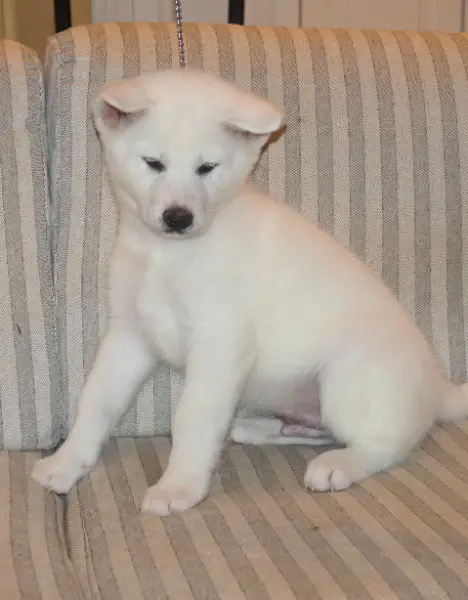 Akita inu cuccioli con Pedigree Enci/FCI