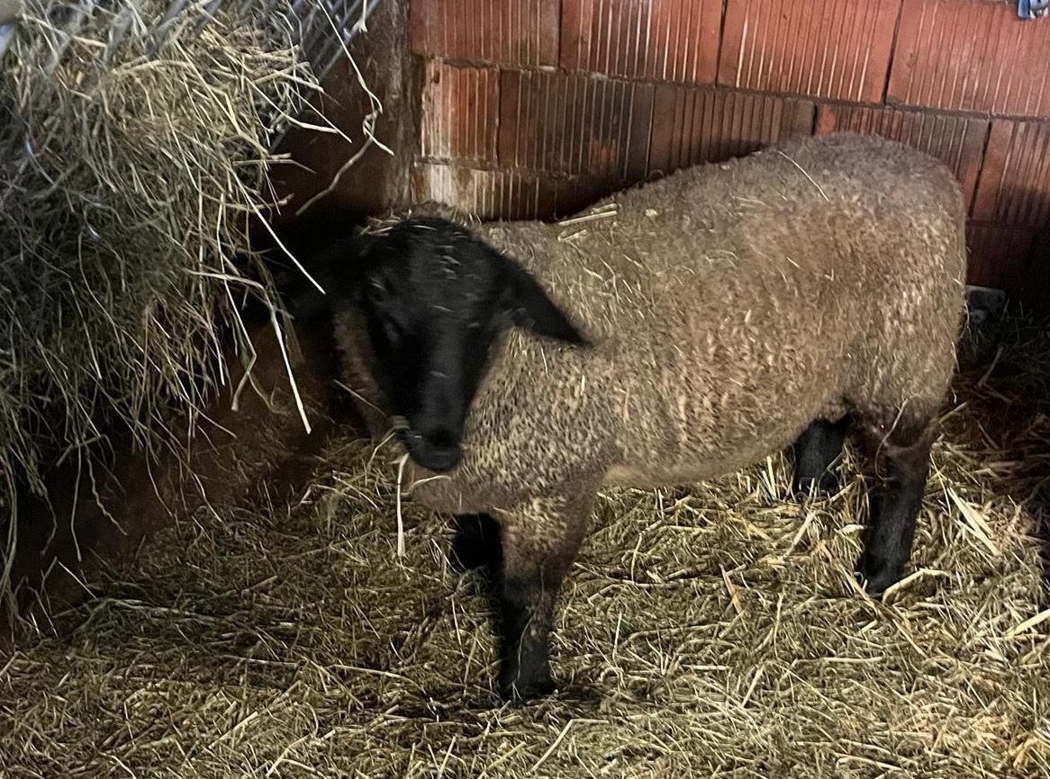 Suffolk Lammbock zu verkaufen