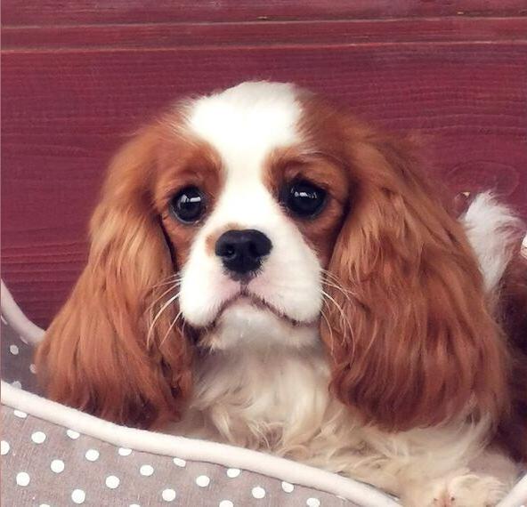 Cavalier king charles spániel mit Stammbaum mbaum