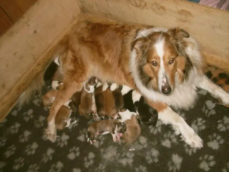 Collie Welpen suchen ein neues Zuhause