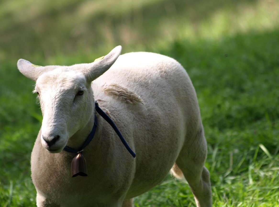 Nolana Schafe, Auen mit Lämmern zu verkaufen