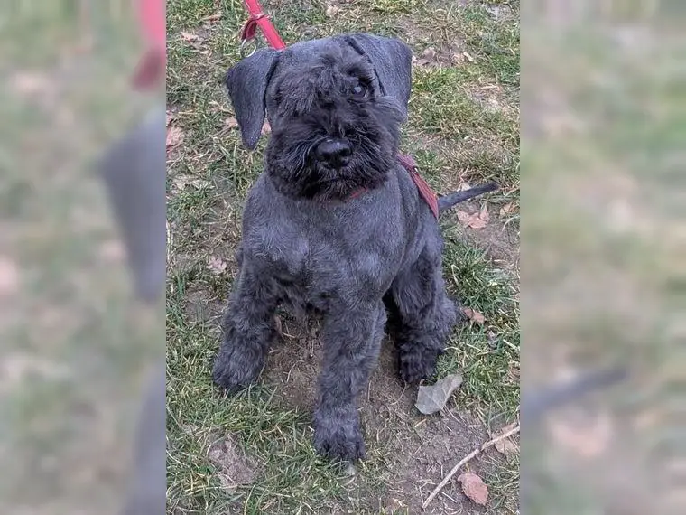 Zwergschnauzer schwarz