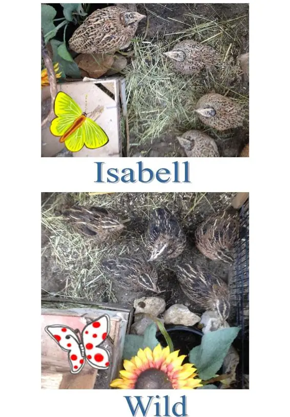 Legewachteln in verschiedenen Farbschlägen abzugeben