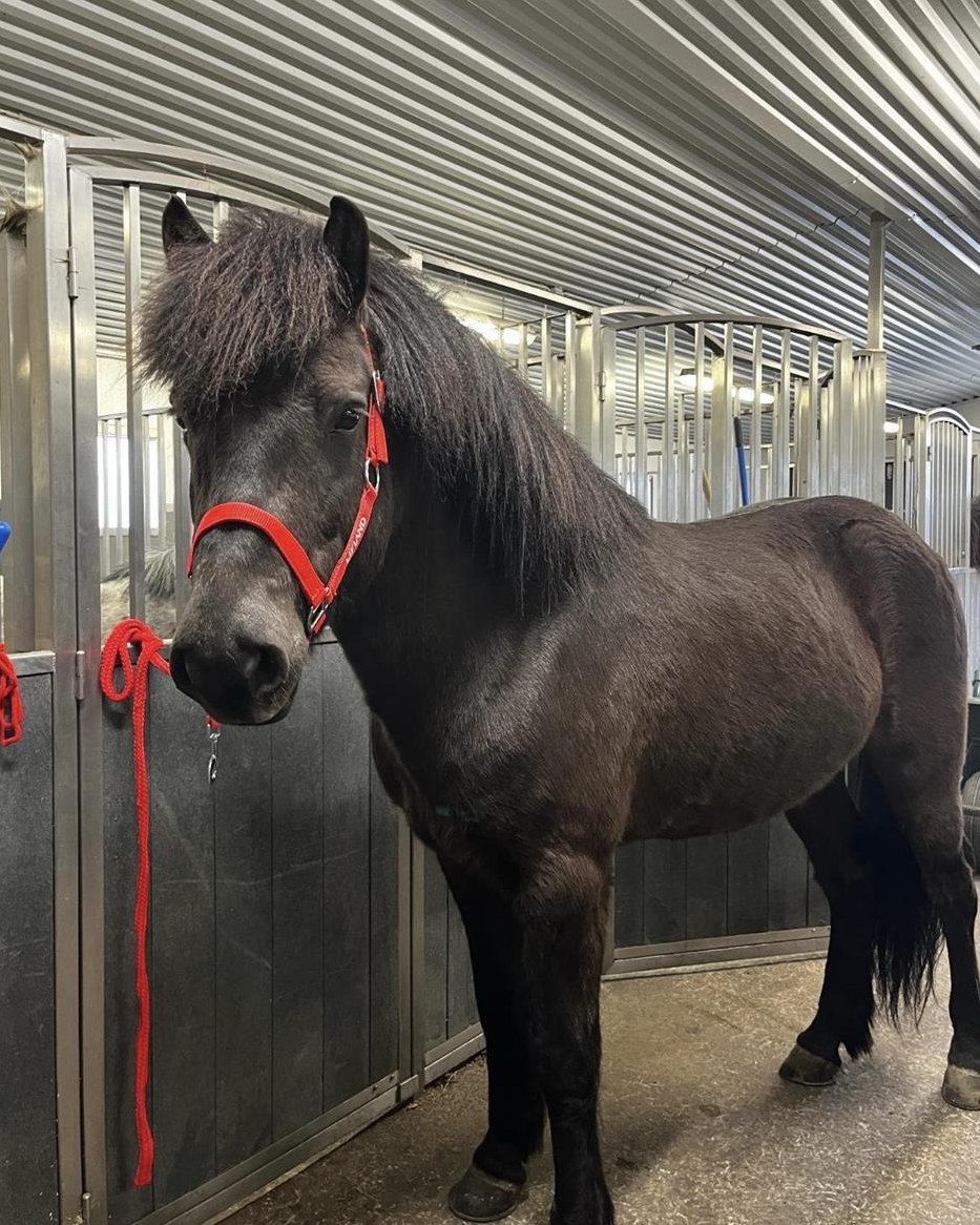 Toller Isländer Wallach - absolut unkompliziert