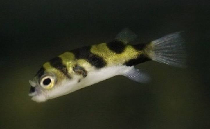 Assel Kugelfisch abzugeben