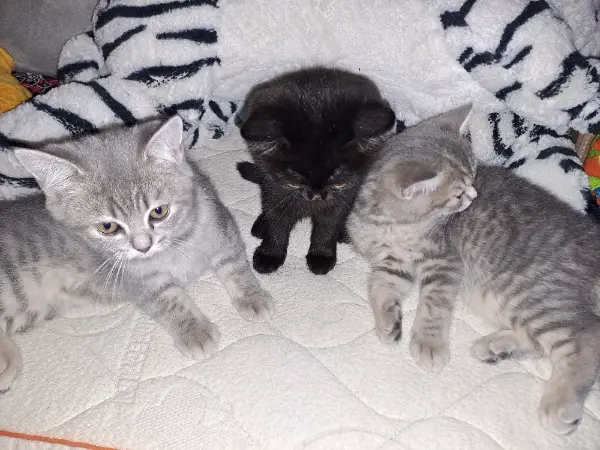 Reinrassige BKH Kitten suchen ein liebevolles Zuhause