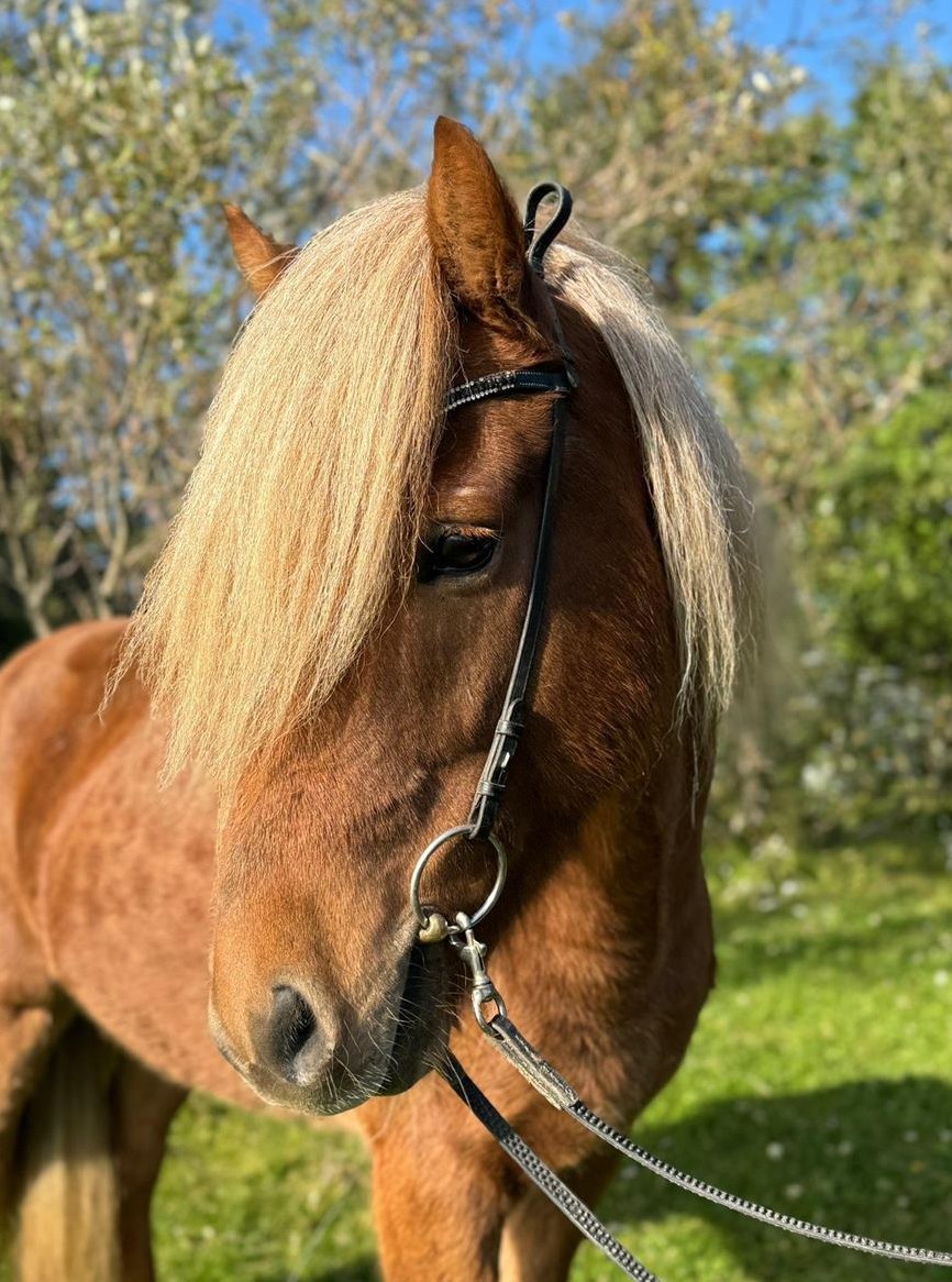 Mehrere Islandpferde für Freizeit und Therapie