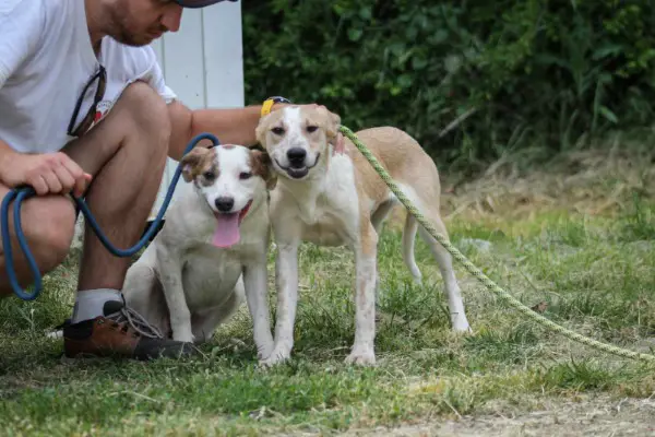 Soy: Mischlingshündin ca. 4,9 Jahre z.zt. in Ungarn