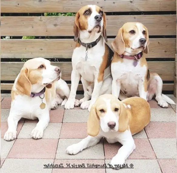 Rr. Beaglewelpen Wurfplanung