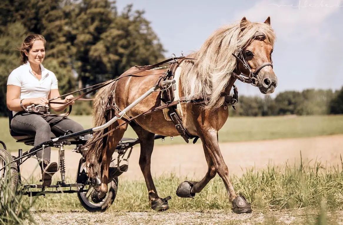 Reit- und Pflegebeteiligungen zu vergeben, Natural Horsemanship