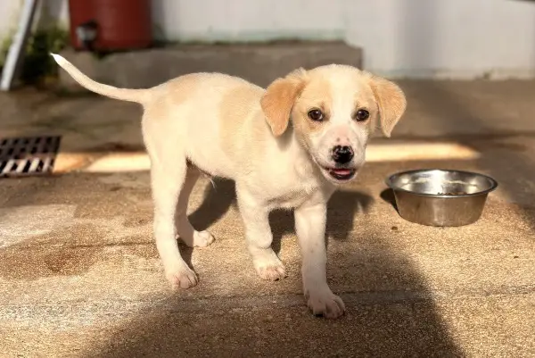 Nima, Welpe, ca. 3 Monate, z.zt. in Griechenland