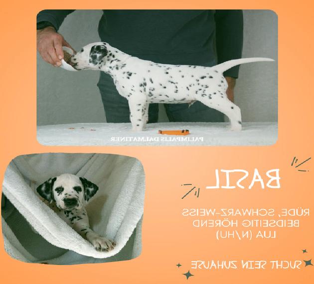 Dalmatiner Rüden, reinrassig, VDH Papiere