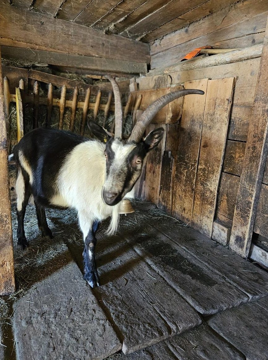 2 liebe Pfauenziegen zu verkaufen