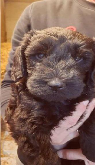 2 Schnoodle Rüden geb.am 28.08.2025 Riesenschnauzer/Mittelpudel F1 Generation