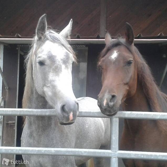 Reitstunden auf Gross und Klein
