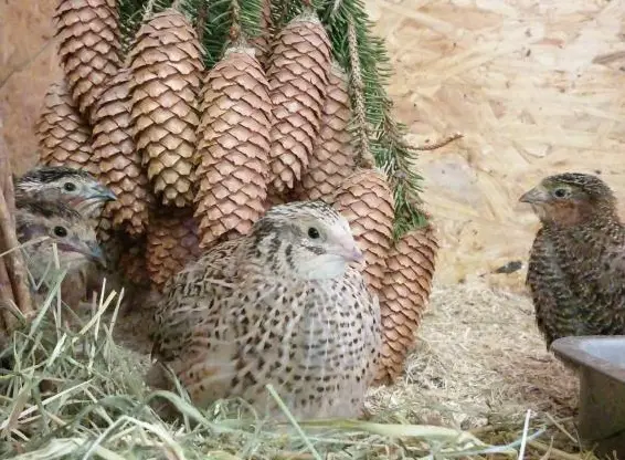 Junge Japanische Legewachteln + Bruteier zu verkaufen