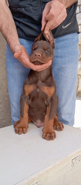 Dobermann Welpe