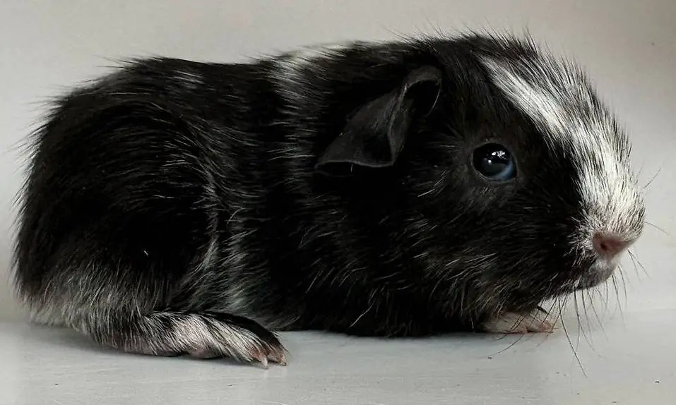 Junge, hübsche Glatthaar Meerschweinchen, in versch. Farben