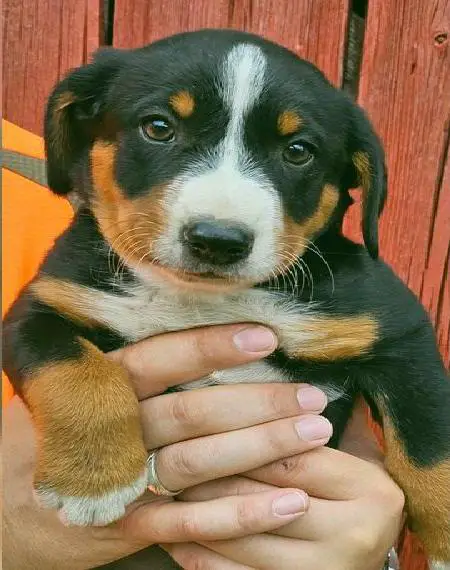 Appenzeller Sennenhunde, Welpen, Tri-Color Schwarz ,1 Hündin
