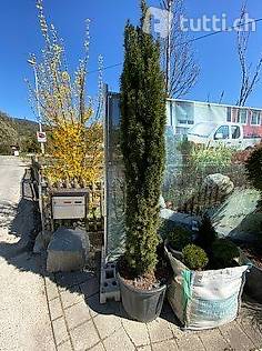 Säuleneibe H 200/225, Taxus baccata Fastigata Robusta