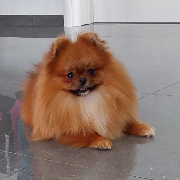 Pomeranien