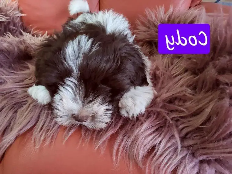 American Zwergschnauzer