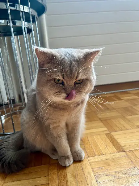 British Shorthair Kater zur Deckung