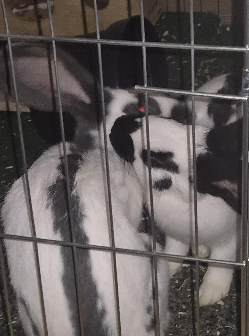 Schweizer Schecken Kaninchen abzugeben