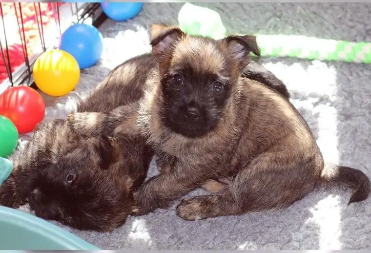 Bezaubernde Cairn-Terrier Welpen aus VDH / KfT Hobbyzucht