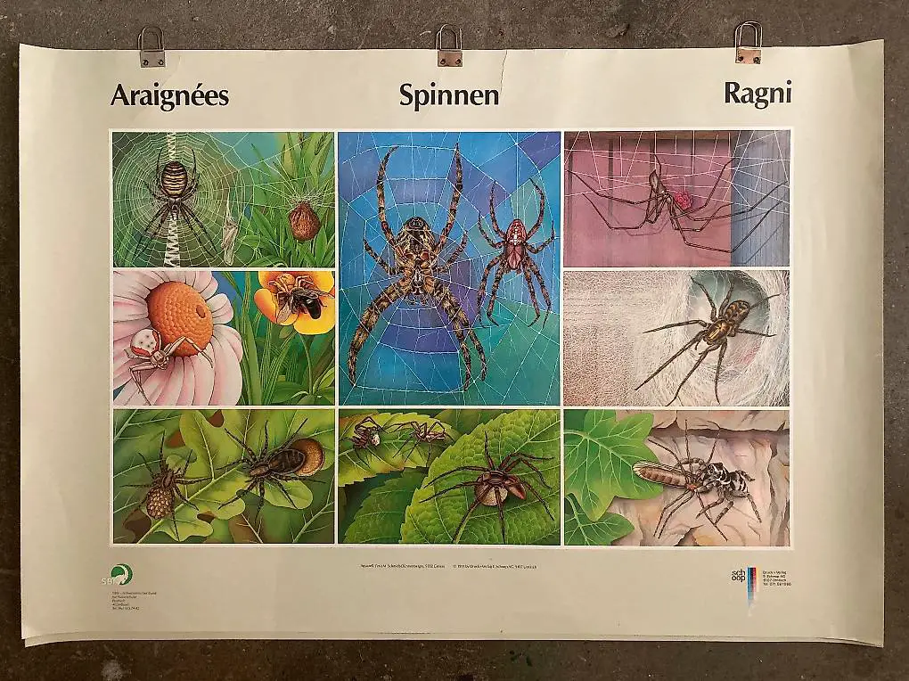 Spinnen Poster SNB Naturschutz 1991 Poster 100 x 70 cm